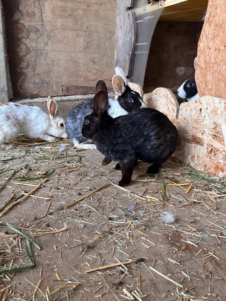 Kaninchen zu verkaufen in Mayen