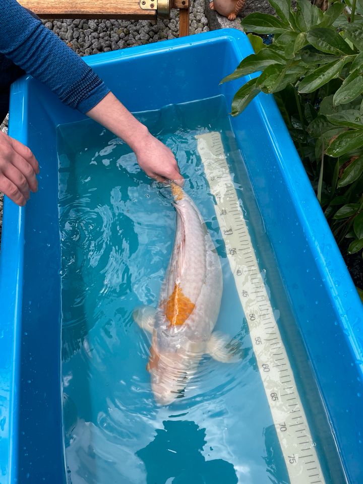 Koyo Koi Karpfen 57 cm 3 Jahre in Bochum