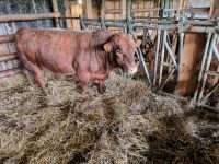 Dexter Zuchtbulle rot genetisch hornlos Nordrhein-Westfalen - Brilon Vorschau