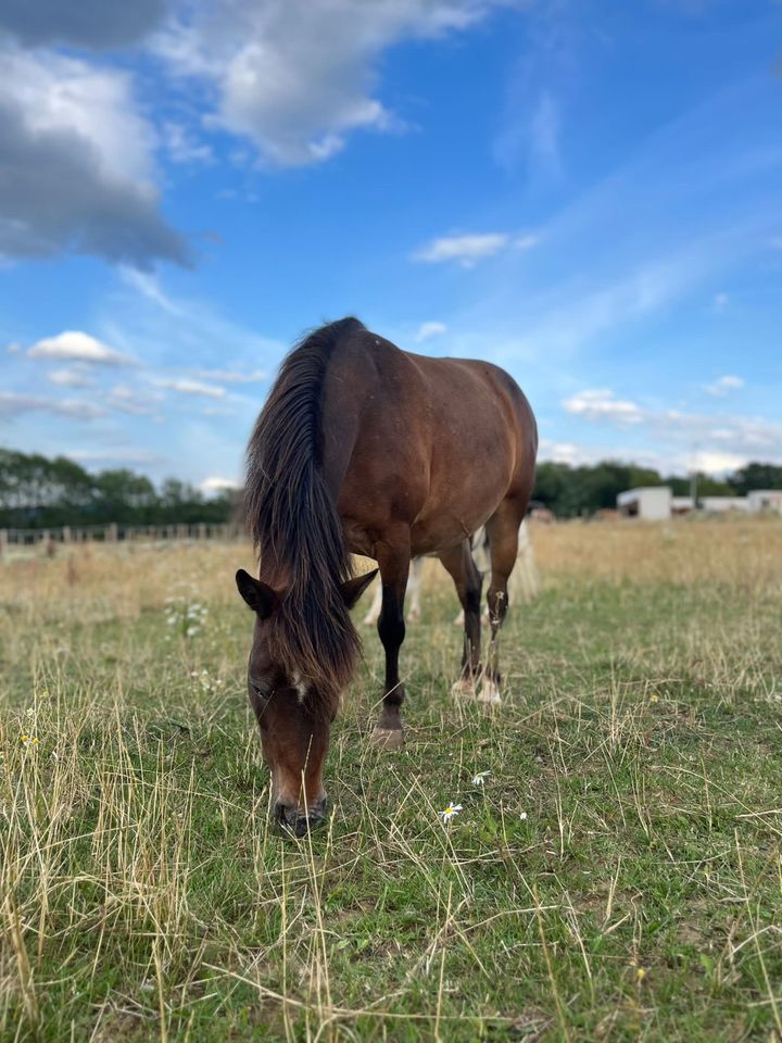 Pony zum weiter Ausbilden - Stute 120cm, 9j in Lohfelden