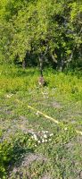 Kanadagänse Ziergänse Wildgänse Gans Gänse  Wassergeflügel Vögel Thüringen - Wallichen Vorschau