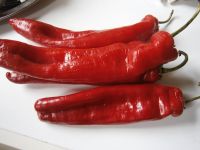 Paprika Paprikasamen rot Bio süß Bayern - Freilassing Vorschau