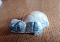 Verkaufe schöne Schildkröte  Naturstein geschnitten Deko Dresden - Schönfeld-Weißig Vorschau