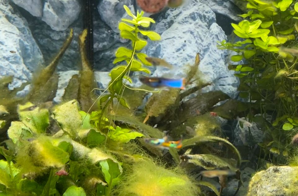 !!! Endler Guppys Fische Süßwasser in Wedemark