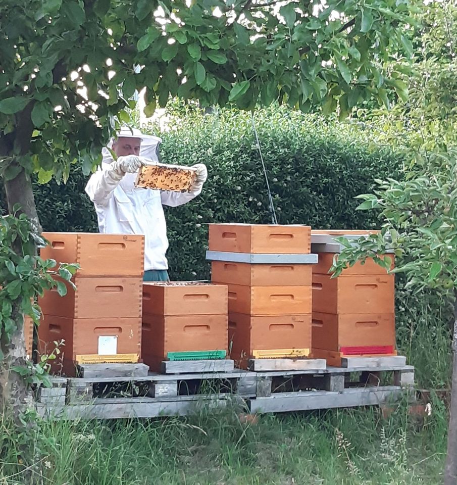 Bienenhonig direkt aus eigener Hobby Imkerei in Leipzig