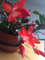 Schlumbergera Weihnachten Kaktus grün hängen groß rot Blüte Brandenburg - Teltow Vorschau