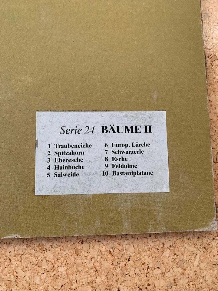 Bäume II Serie 24, Cramers Naturkundliche Anschauungstafeln 1984 in Kötz