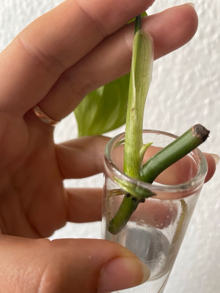 Philodendron Angel Stecklinge bewurzelt in Bad Schönborn