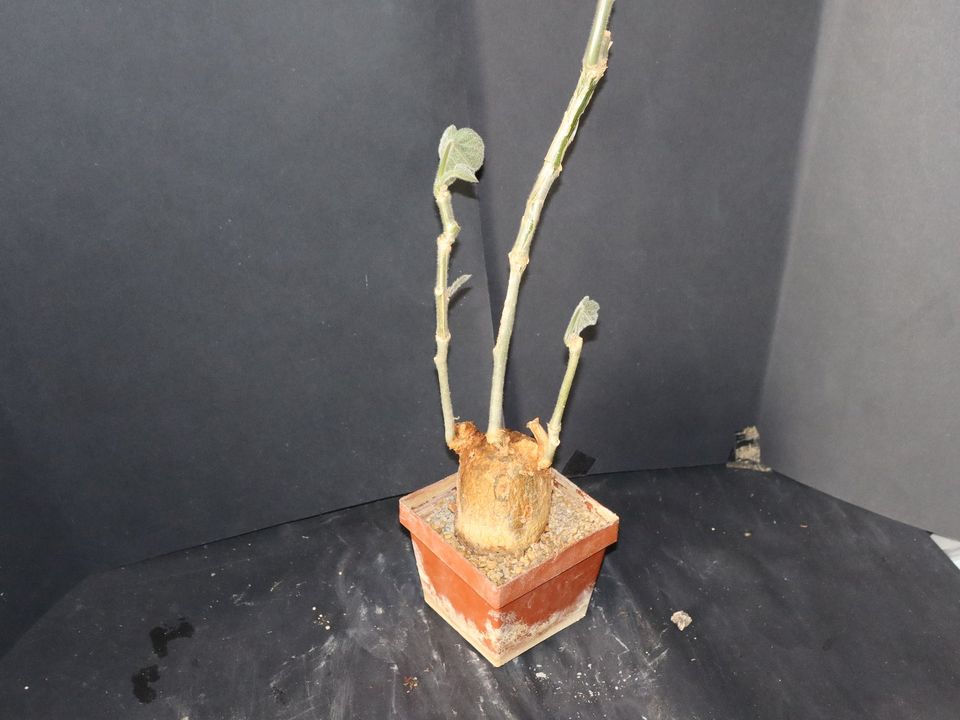 Tinospora caffra (Menispermaceae) - selten, Caudex-Art in Bruchköbel