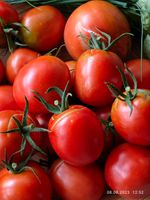 Tomatensetzlinge Tomatenpflanzen Baden-Württemberg - Rheinstetten Vorschau