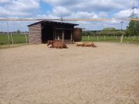 Platz im Offenstall oder Sommerweide Brandenburg - Schönwalde-Glien Vorschau