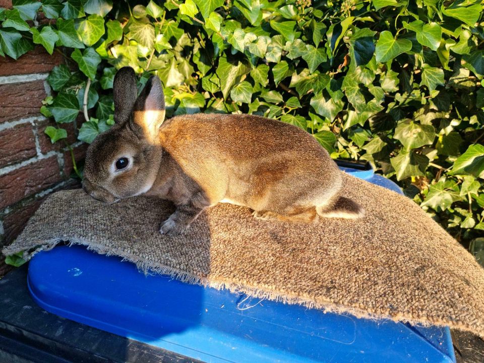 Zwergrex Zwerg Kaninchen Hase Castor tätowiert geimpft RHD1+2 in Meppen