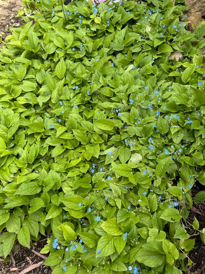 Verschenke Pflanzen, Blumen, Büsche, Bodendecker usw in Kellinghusen