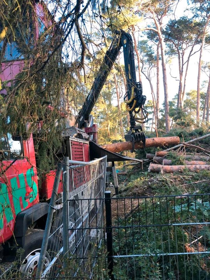 Baumklettern, Baumpflege, Baumfällung, Gartenpflege Heckenschnitt in Elmenhorst/Lichtenhagen