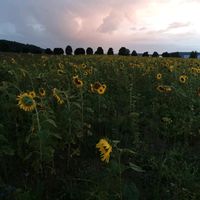 Wiese Gras Äcker Acker Grünland Landwirtschaft Bayern - Neuburg a.d. Kammel Vorschau