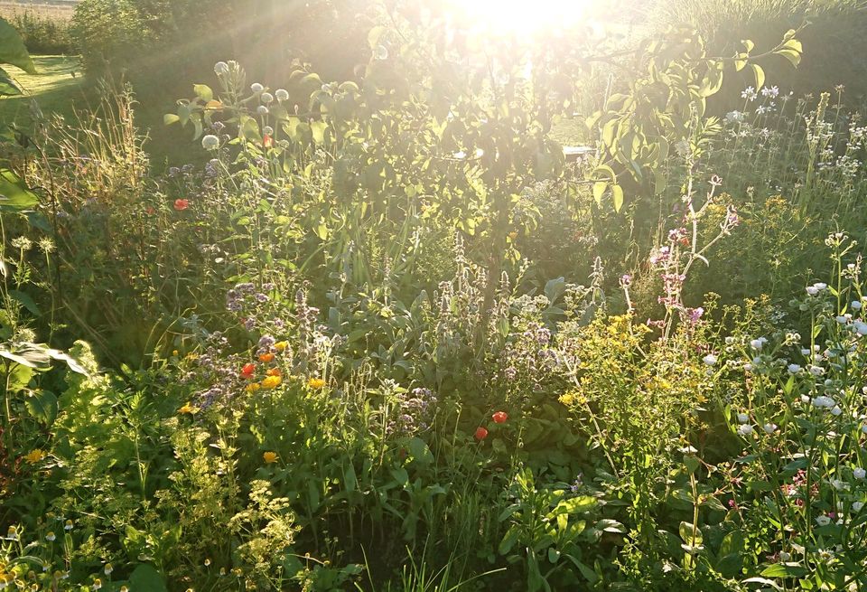 Pflanzen, Blumensamen, Topinambur und vieles mehr... in München