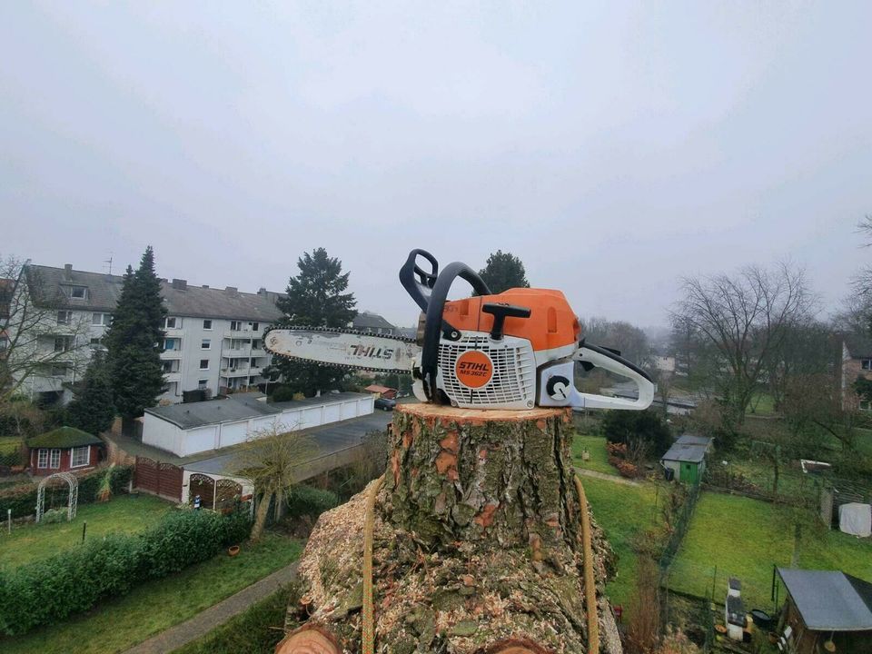 Sturmschaden Baumfäller Wurzelentfernung Baum Garten Unwetter in Mülheim (Ruhr)