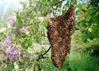 Suche Bienenschwarm , Bienen Bayern - Regen Vorschau