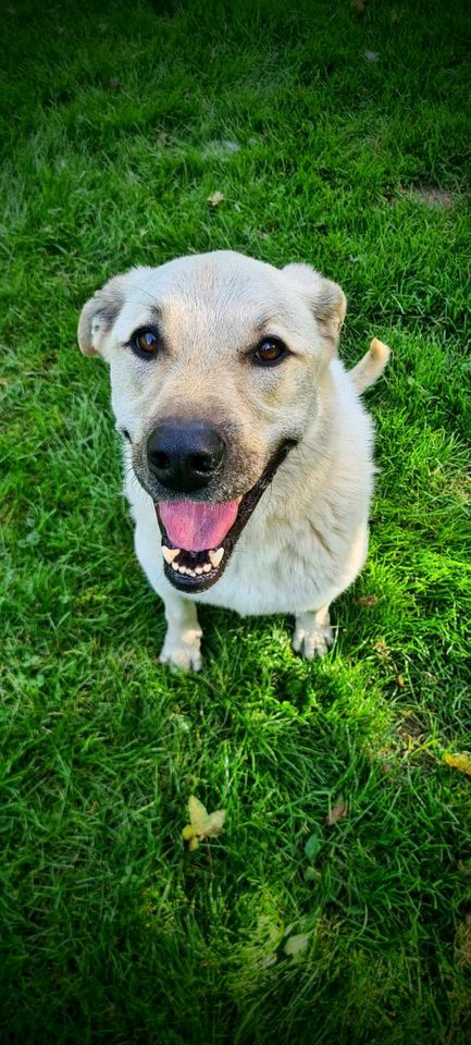 Calvin sucht sein Zuhause in Rennertshofen