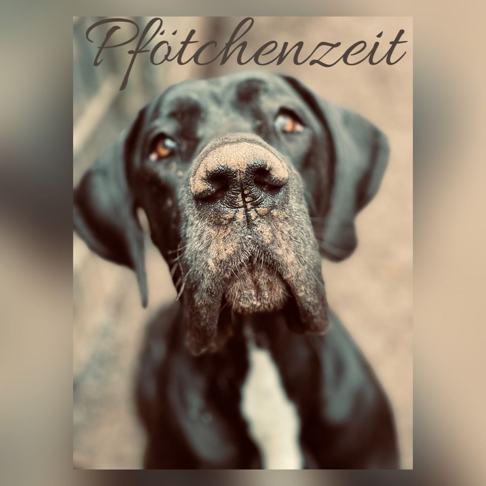 Pfötchenzeit - deine Hundetagesstätte und Pension in Hagen