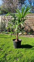 Hanfpalmen ca.  1+ m  - Trachycarpus Fortunei Palme Nordrhein-Westfalen - Krefeld Vorschau