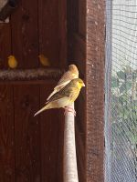 Kanarienvögel Jungtiere, männlich, weiblich Nordrhein-Westfalen - Lügde Vorschau