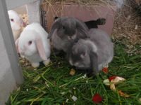 Kaninchen abzugeben 1-2 Jahre Kastrat und Weibchen Bayern - Beilngries Vorschau
