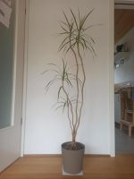 DRACAENA MARGINATA Drachenbaum Bayern - Regensburg Vorschau