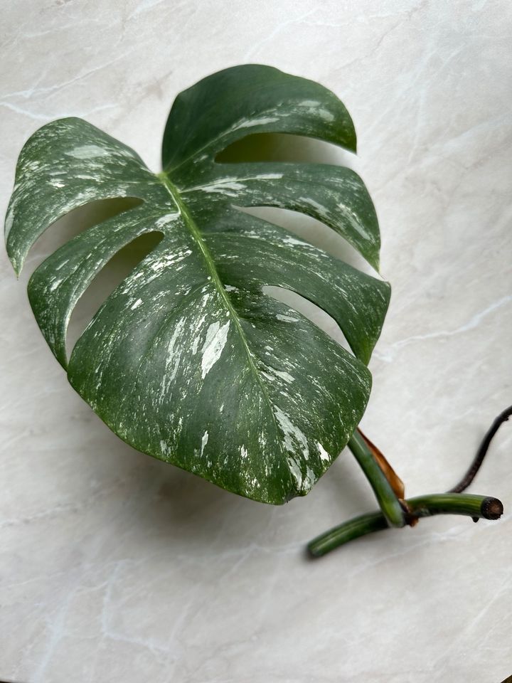 Monstera Albo Variegata Stammableger Ableger in Duisburg