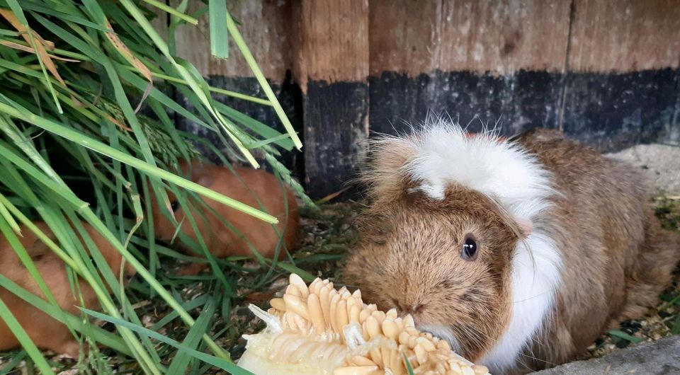 Notstation ‼️Meerschweinchen ‼️Kastrat ‼️Weibchen ‼️Meerschwein in Hakeborn