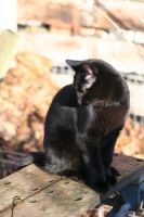 Katze vermisst in 34576 Mardorf Hessen - Homberg (Efze) Vorschau