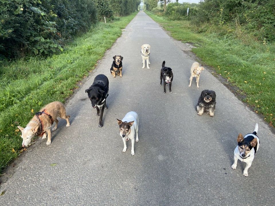 Liebevolle Hundebetreuung, Gassiservice, Dogwalker in Börnsen