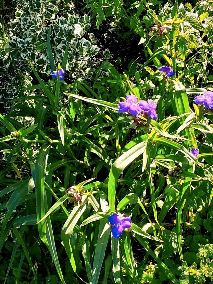 Dreimasterblume,Pflanzen, Garten, Blumen,Staude in Schönwalde-Glien