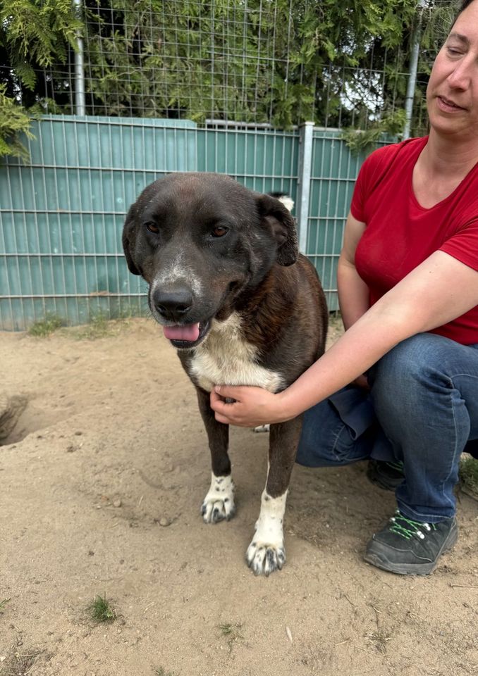 Aufgeweckter CHARLIE ❤️ aus dem Tierschutz sucht seine Familie in Möckern