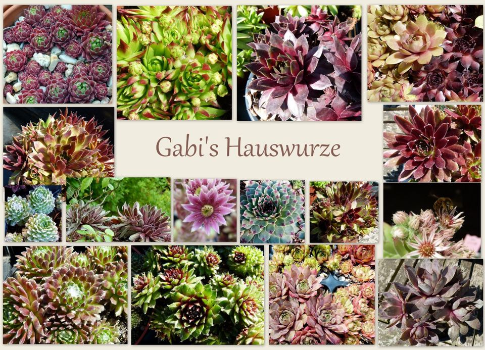 Sempervivum Hauswurz: ÜPaket zB 100 Ableger, tolle Farben+ Sorten in Bad Essen