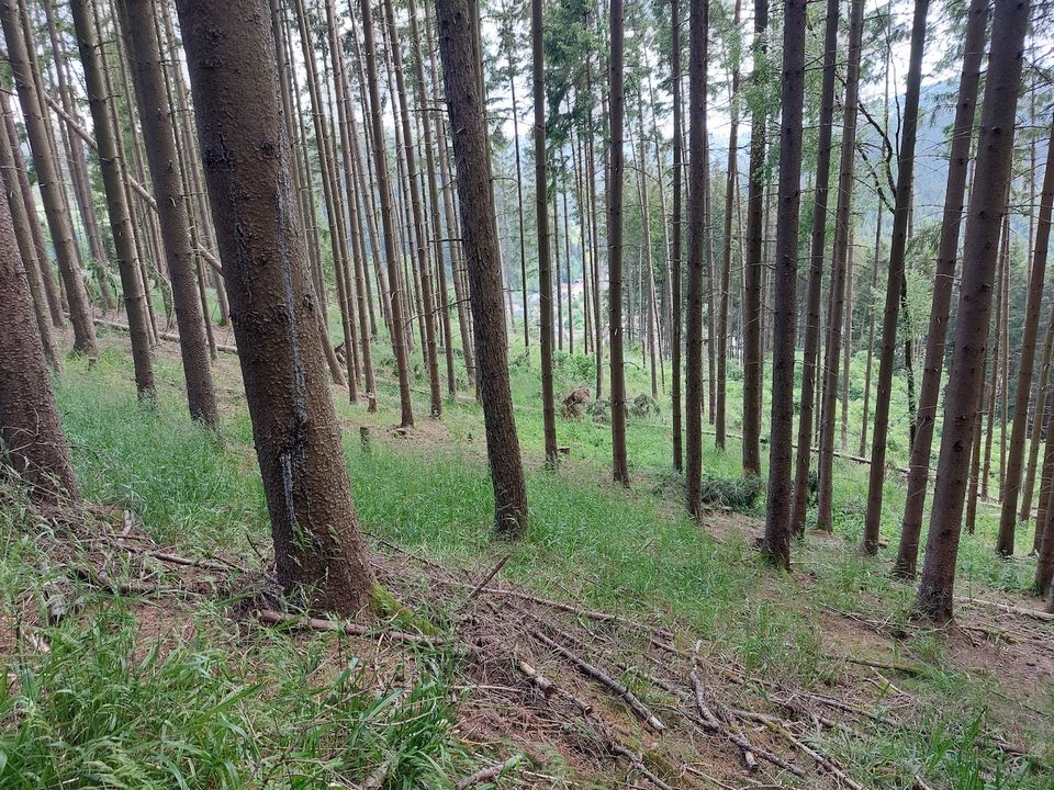 GANESHA-IMMOBILIEN...schöne Waldlichtung mit Fernblick ins Tal zu verkaufen ! in Wallenfels