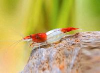 Red Rili Garnelen Niedersachsen - Wilhelmshaven Vorschau