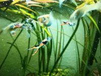 Endler Guppys Brandenburg - Nuthe-Urstromtal Vorschau