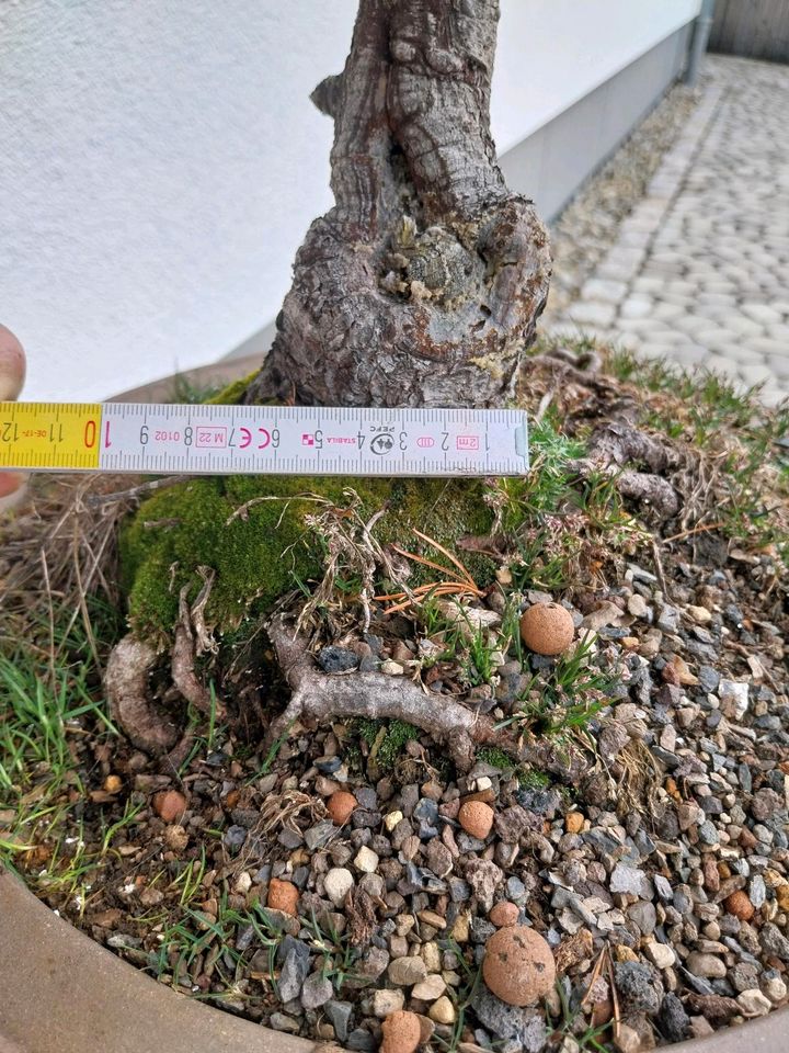 Bonsai jap. Mädchenkiefer-Pinus Parviflora in Meßstetten