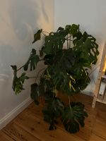 Monstera groß Berlin - Mitte Vorschau