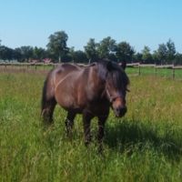 Biete Reit- und Pflegebeteilgung an unserem Pony Niedersachsen - Westerstede Vorschau