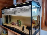 Aquarium 200l incl. Zubehör Komplettpaket Bayern - Uffing Vorschau