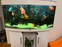 Aquariendekoration mit Fischen Berlin - Köpenick Vorschau