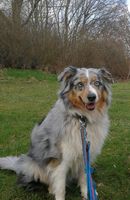 Reinrassige Australian Shepherd, Blue merle Hundin Bergedorf - Hamburg Allermöhe  Vorschau