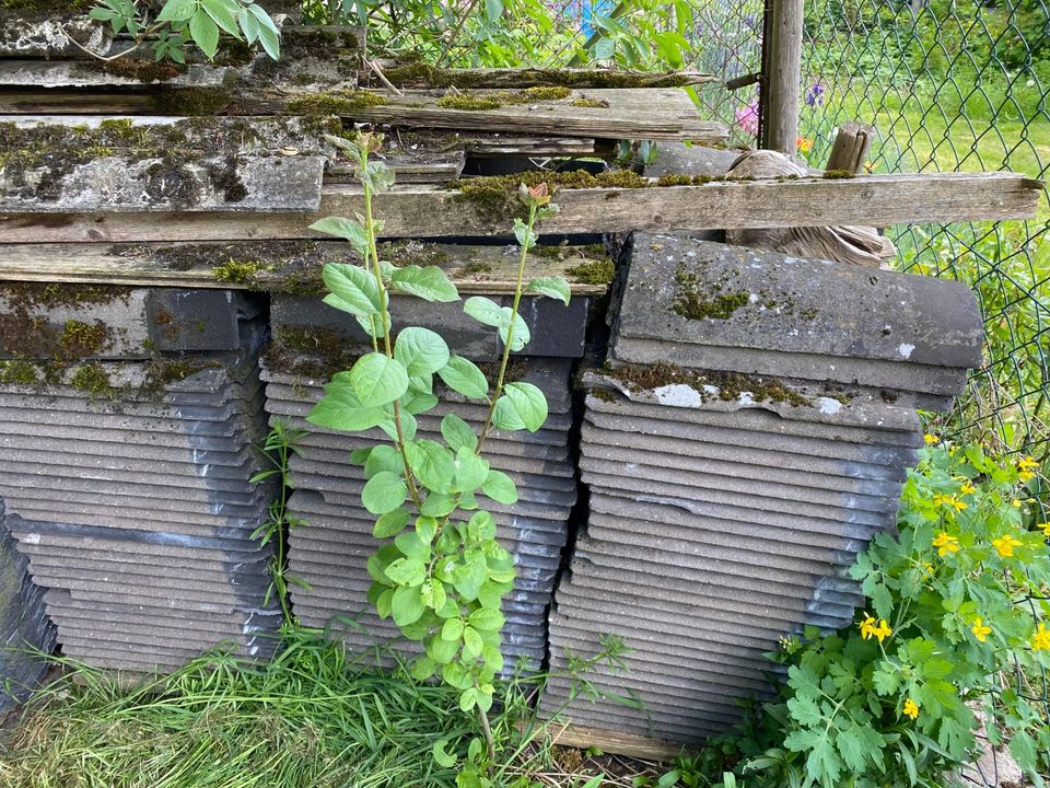 Dachziegel Frankfurter Pfannen ca. 650 Stück in Dollnstein