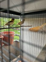 Kanarienvögel Niedersachsen - Melle Vorschau