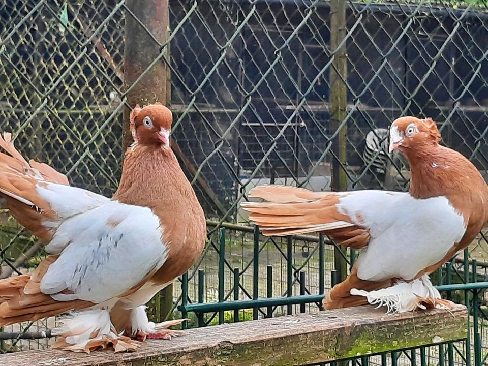 Zuchtpaare Positurtümmler Tauben, Paarweise in Hannover