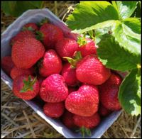 Erdbeeren zum selbtpflücken Sachsen - Hartha Vorschau