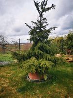 Tanne im Topf. Ca. 1,85 cm hoch. Baden-Württemberg - Gäufelden Vorschau