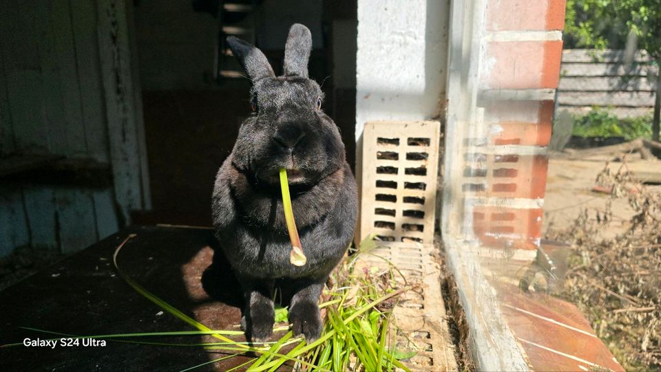 Rex Kaninchen in Bleckede